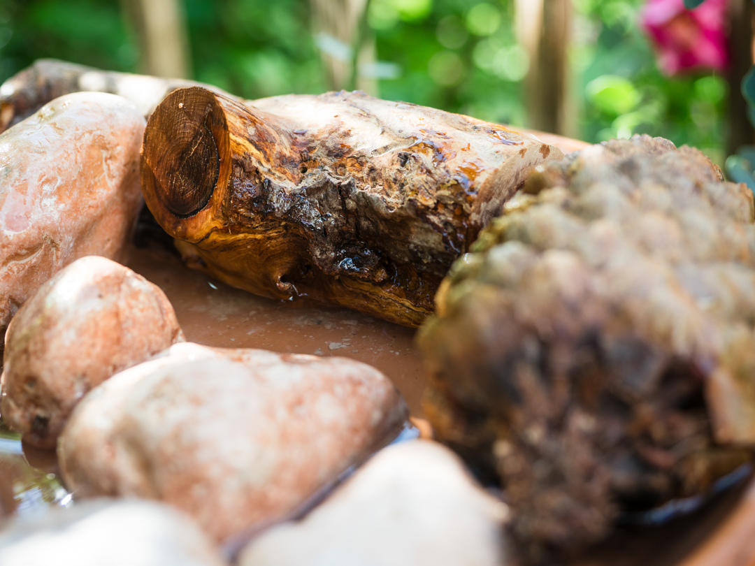Biene saugt Wasser aus vollgesogenem Holz