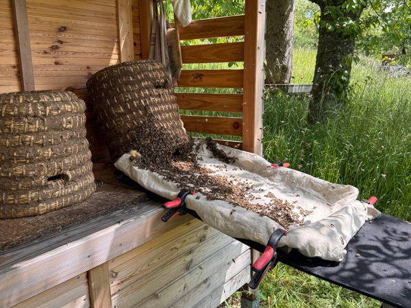 Bezugsfertiger Bienenkorb